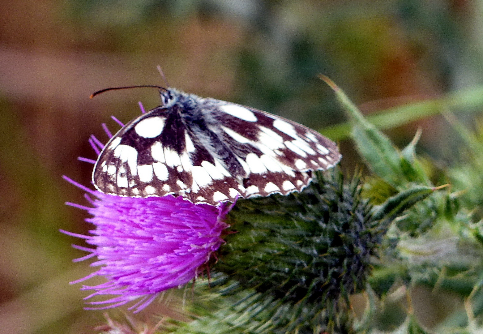 Schachbrett (Melanargia galathea)