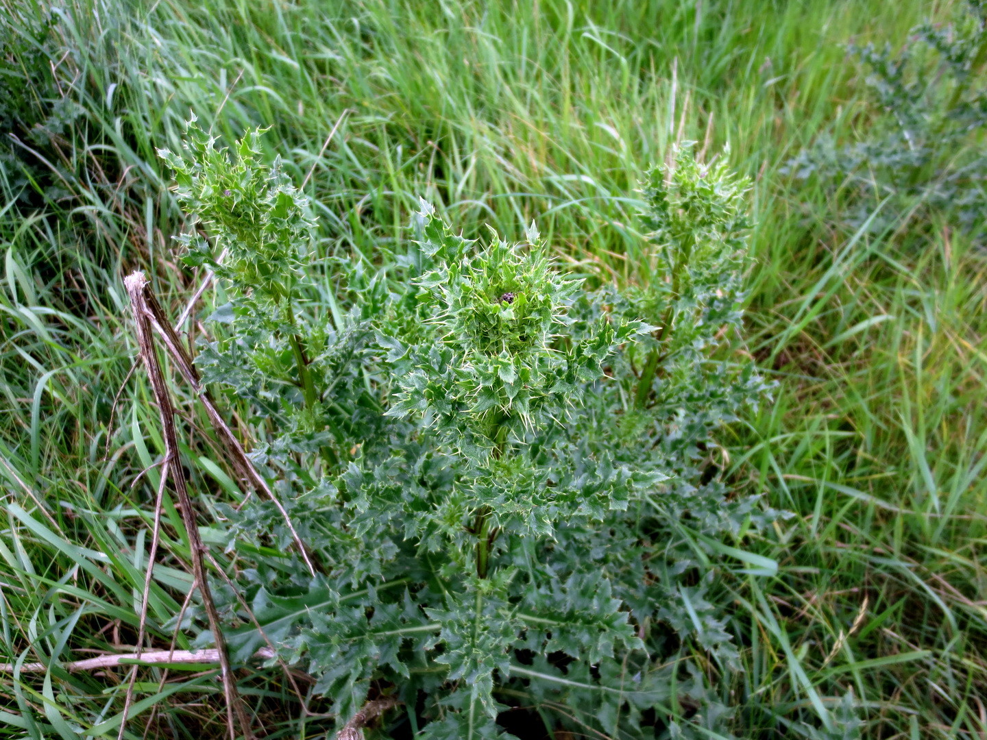 Gewöhnliche Kratzdistel (Cirsium vulgare) 29. Mai 2014