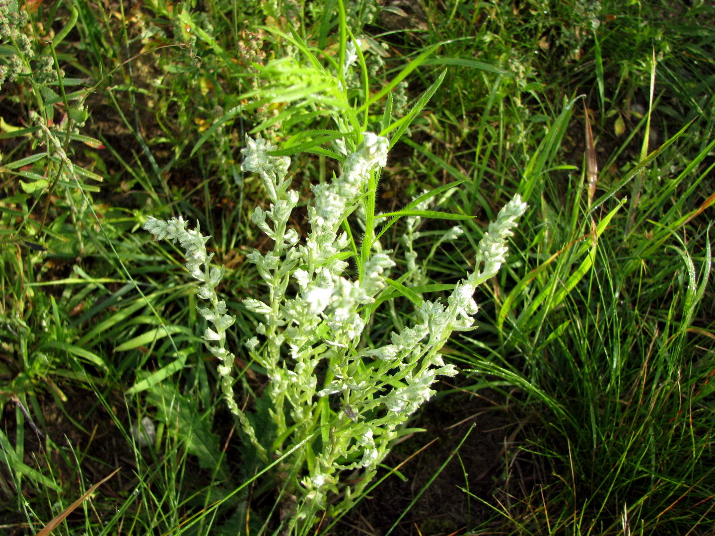 Acker-Filzkraut (Filago arvensis L.,) 12.07.2014