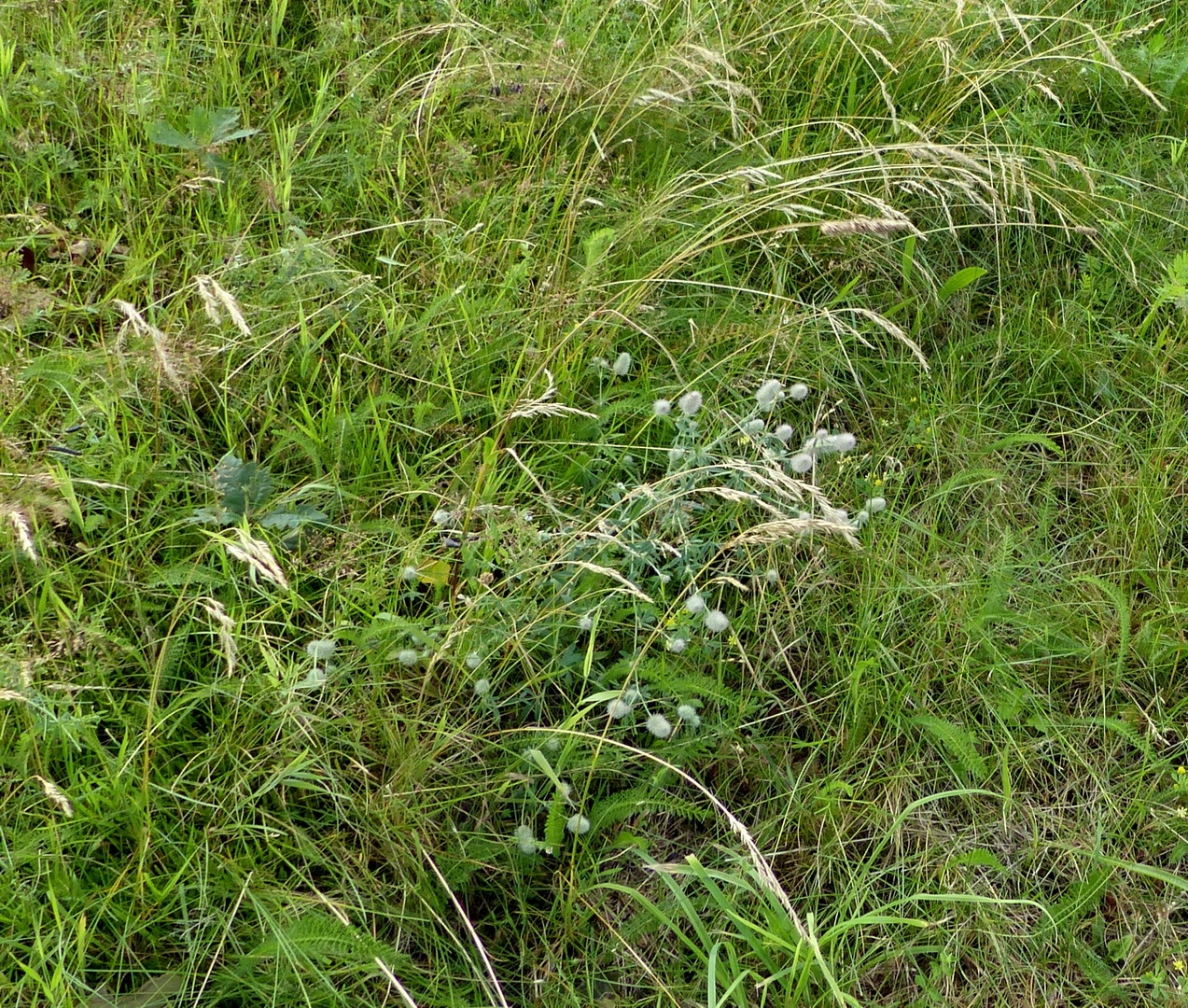 Hasen-Klee (Trifolium arvense)