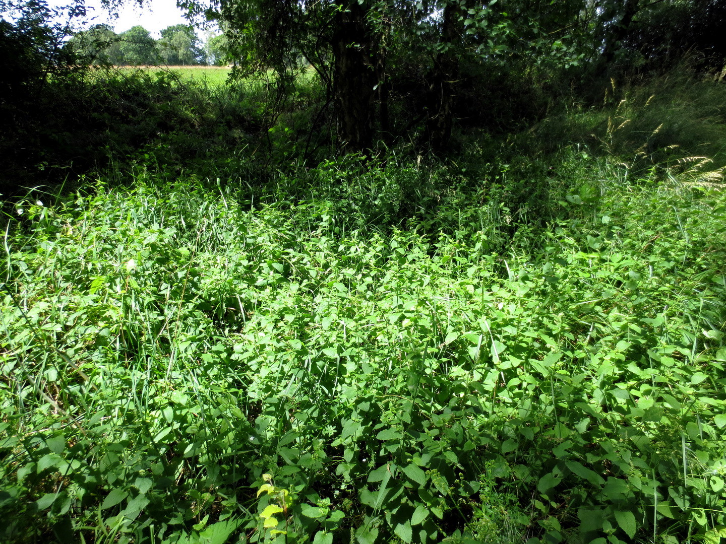 Salbei-Gamander (Teucrium scorodonia)  23. Juni 2014