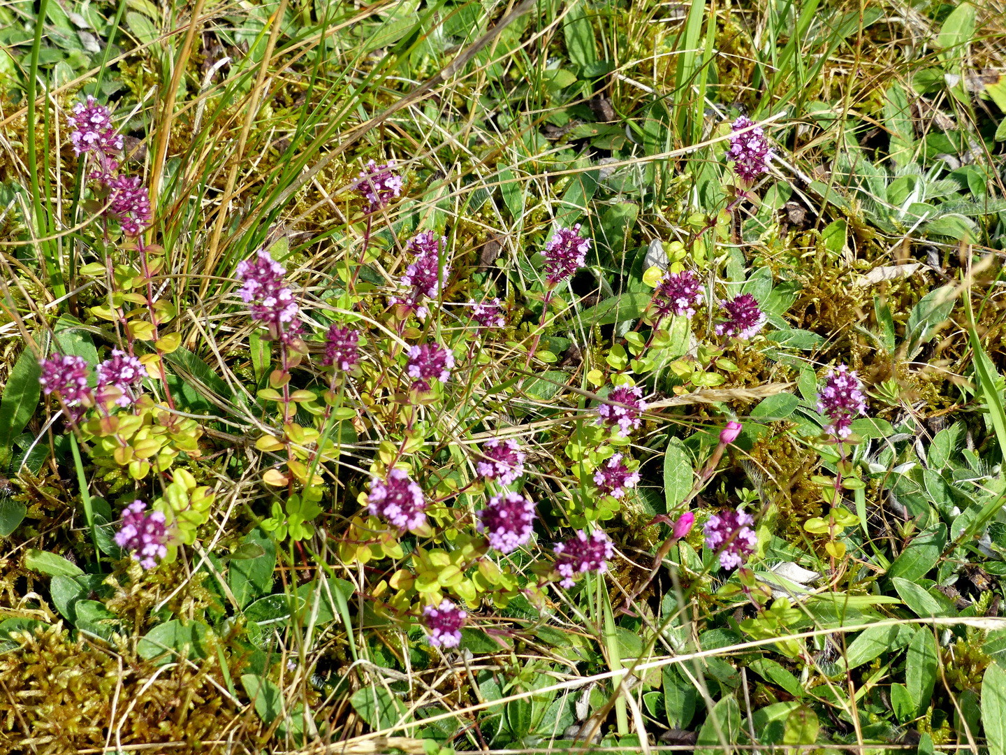 Sand-Thymian(Thymus serpyllum L.) 