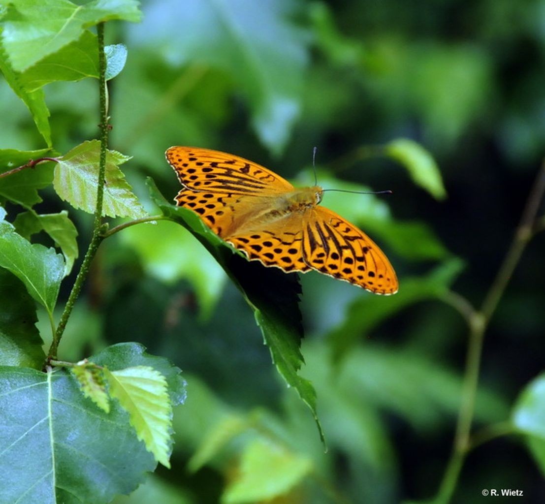 Kaisermantel (Argynnis paphia) 19. Juli 2013