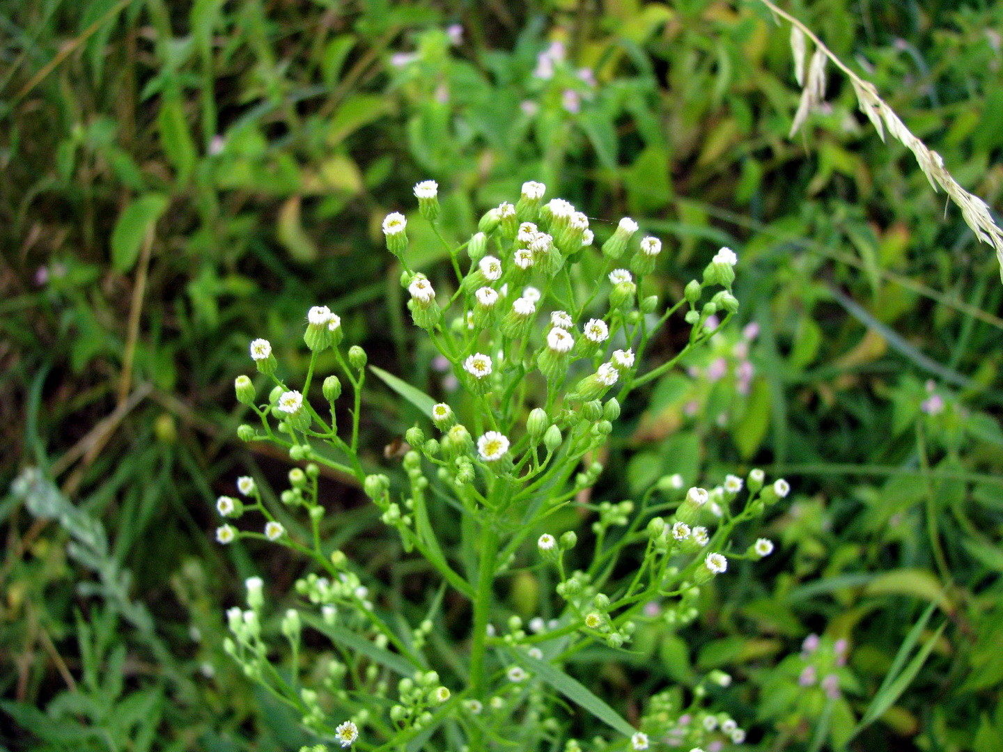 Kanadisches Berufkraut (Conyza canadensis) 12.07.2014