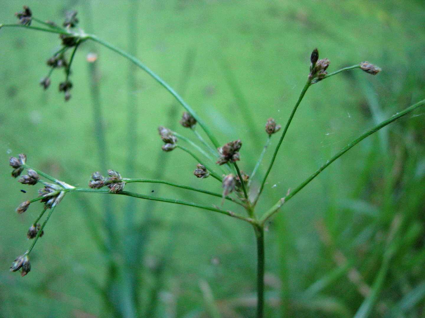 Wald-Simse (Scirpus sylvaticus)  22. Juli 2014