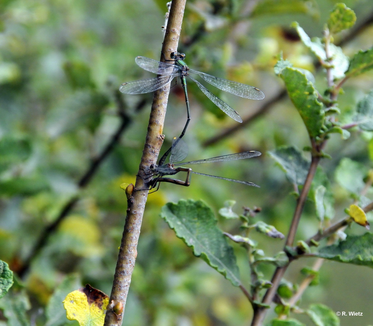 Gemeine Weidenjungfer(Laestes viridis) 27.09.2014