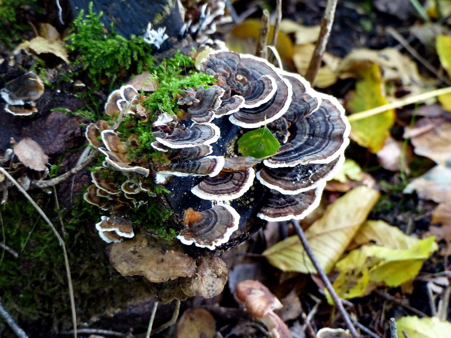 Schmetterlings-Tramete (Trametes versicolor)