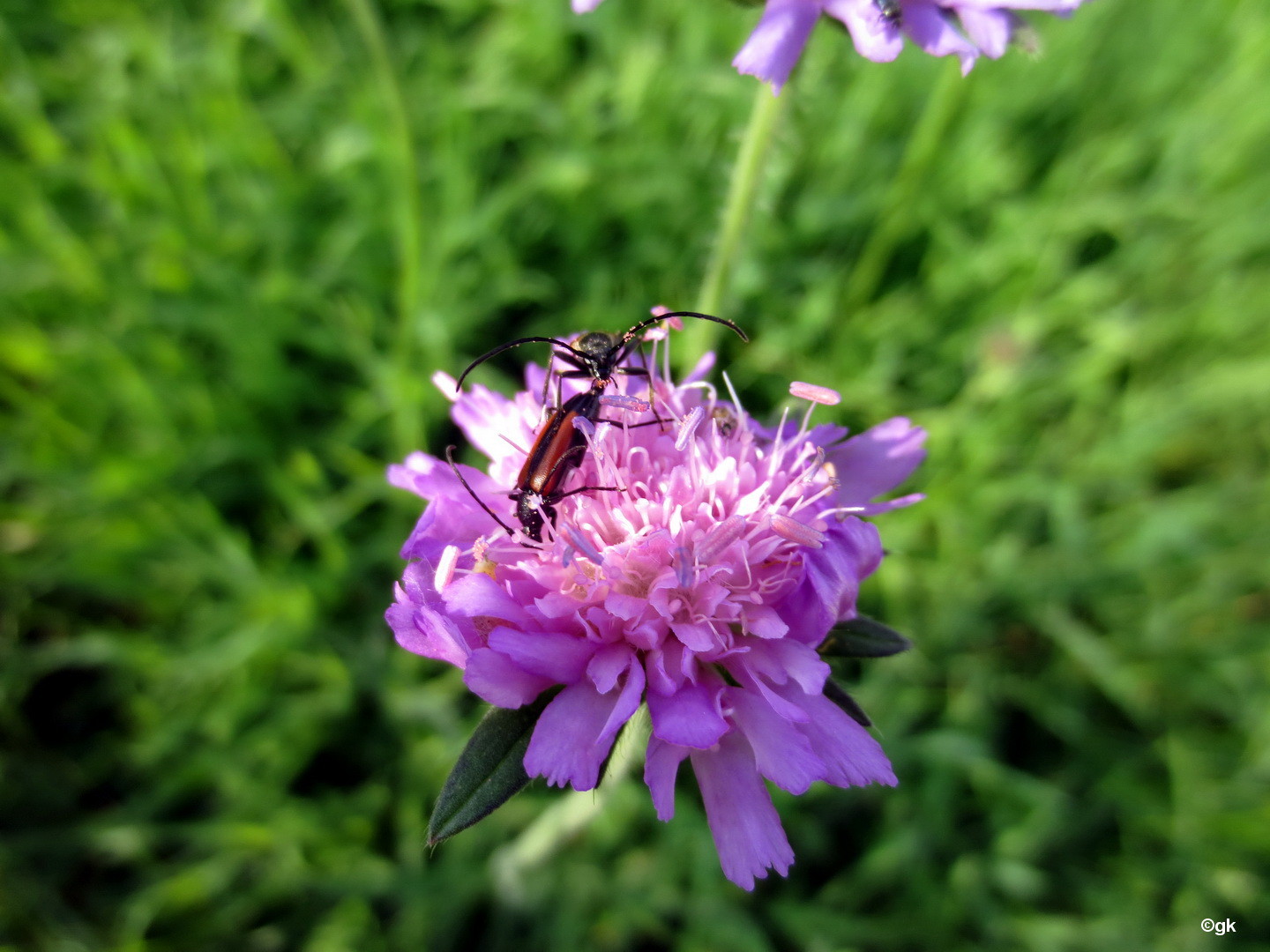 Bockkäfer (Cerambycidae) 11. Juni 2014