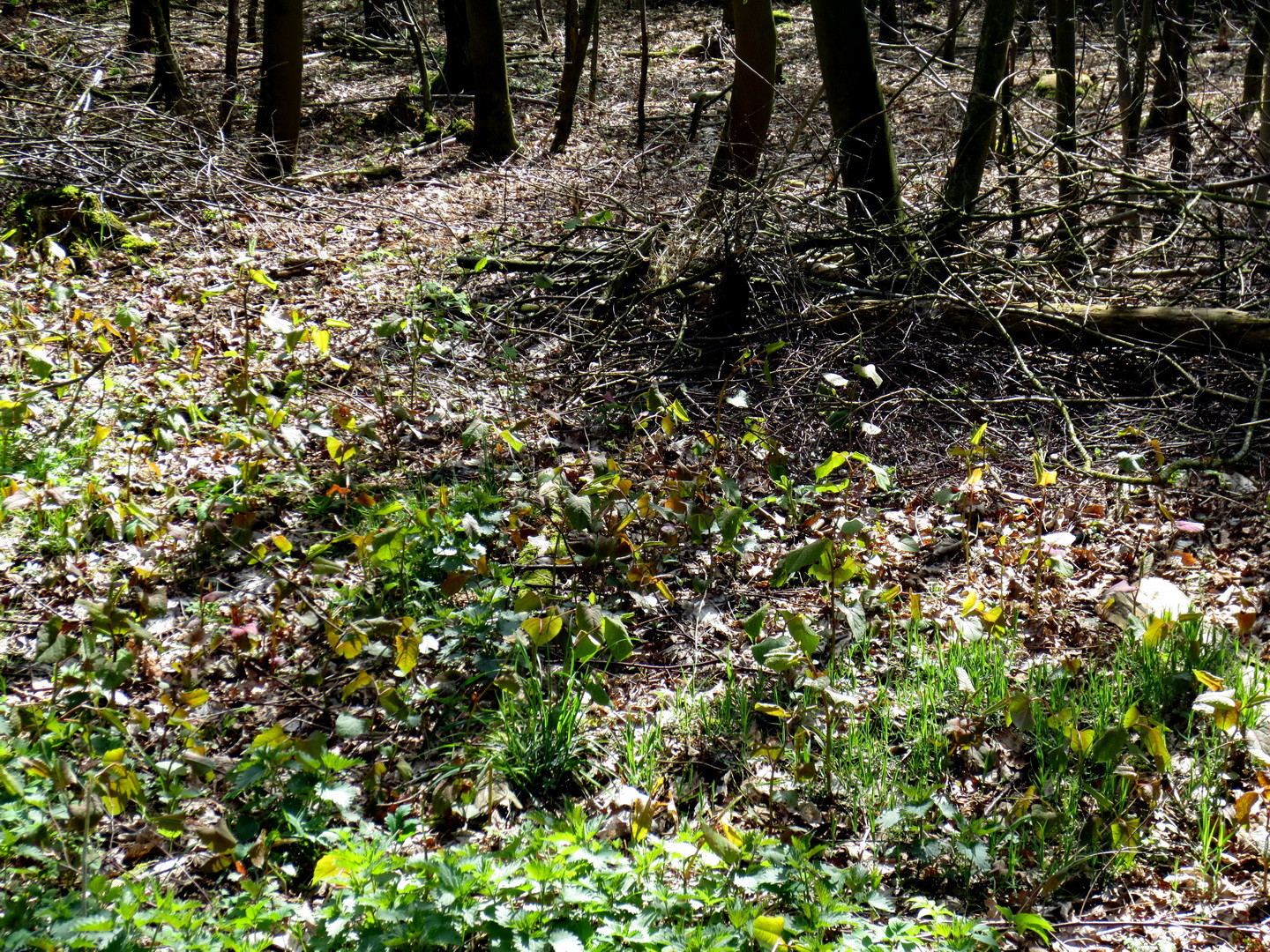 Japanischer Staudenknöterich (Fallopia japonica) ein aggressiver Neophyt  16.04.2014