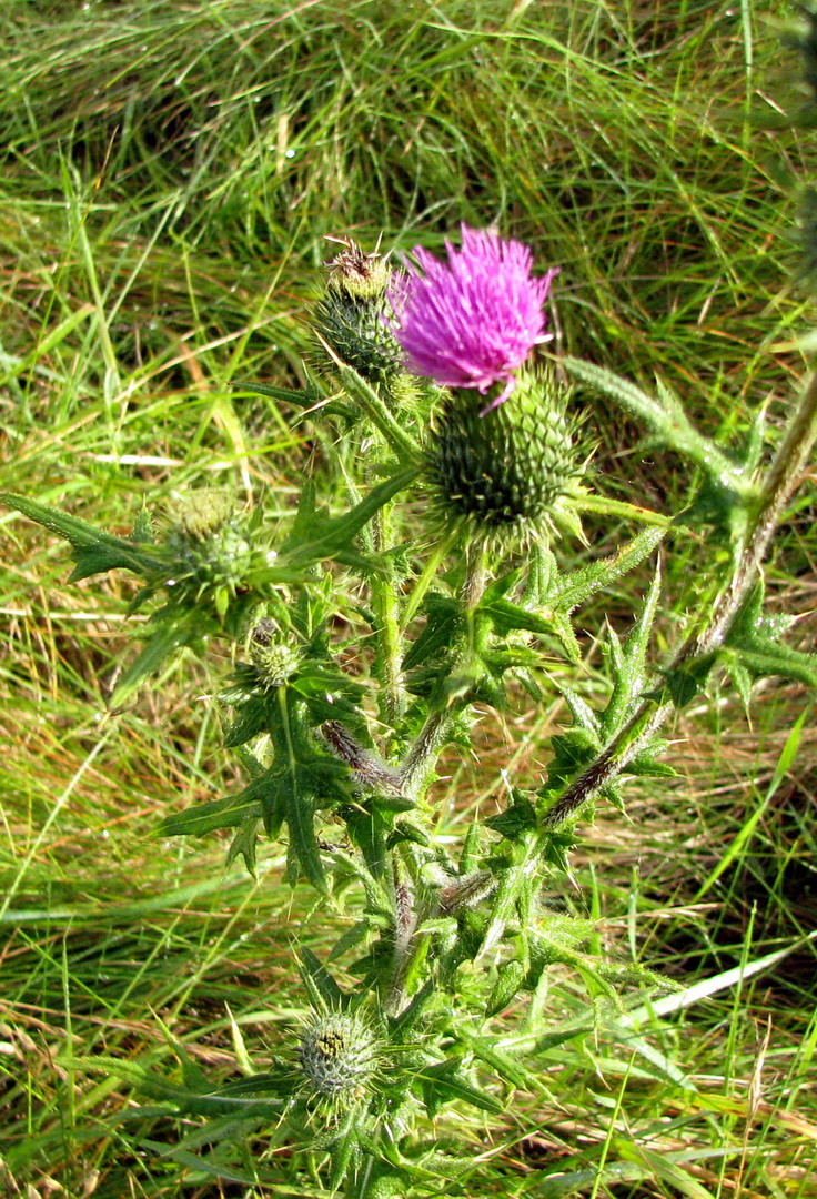 Gewöhnliche Kratzdistel, Lanzett-Kratzdistel (Cirsium vulgare) 12.07.2014