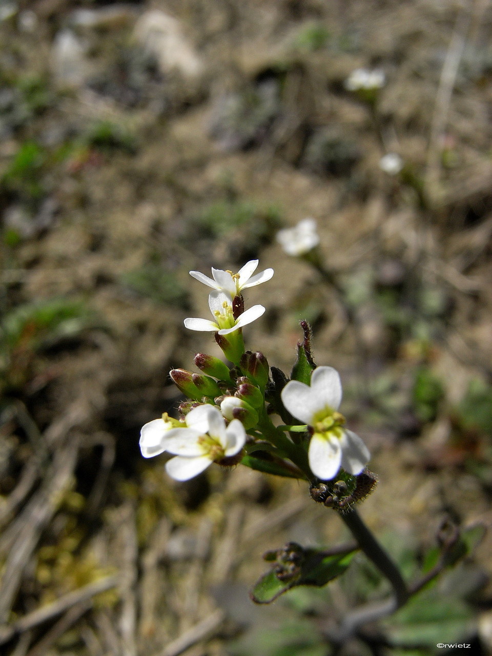 Acker-Schmalwand (Arabidopsis thaliana) 29. Mai 2014