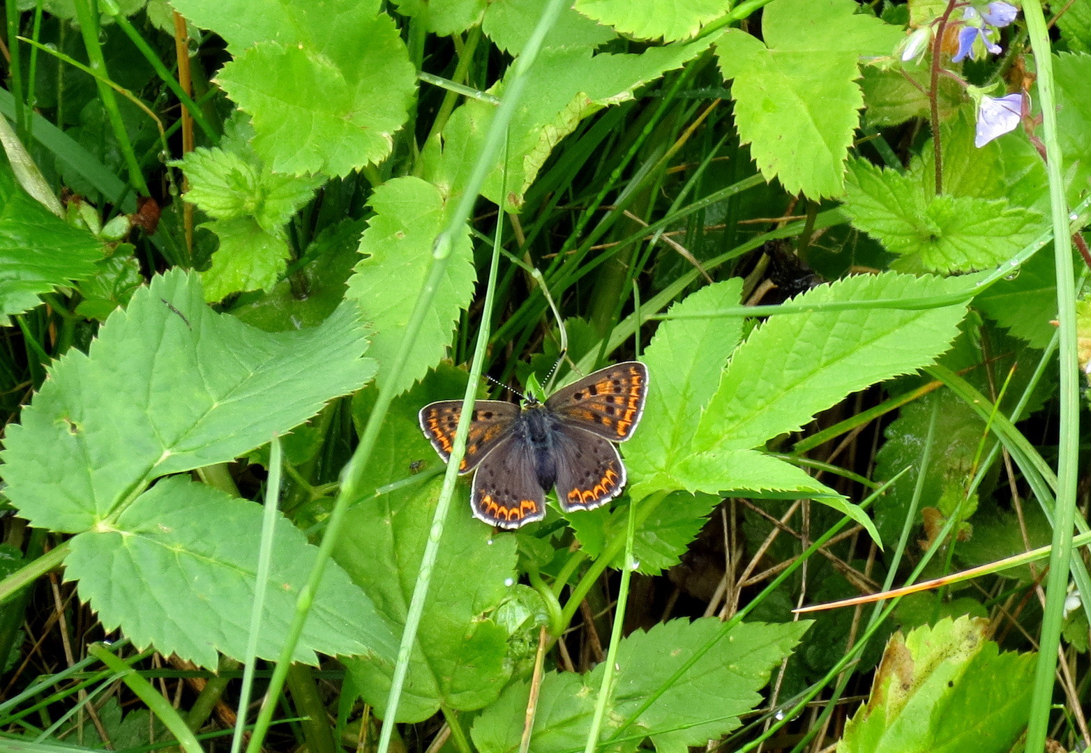 Kleiner Feuerfalter (Lycaena phlaeas) 13. Mai 2014