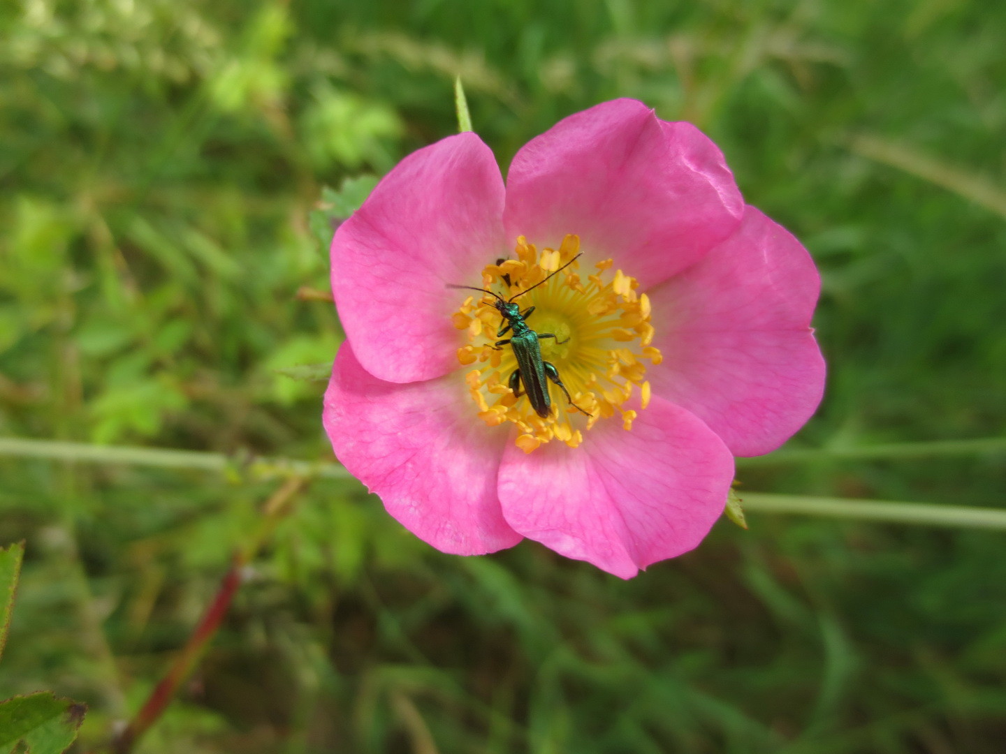 Grüner Scheinbockkäfer (Oedemera nobilis) 11. Juni 2014