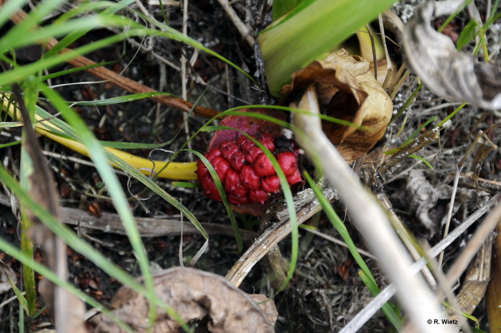 Samenstand der Drachenwurz (Calla palustris), auch Sumpf-Calla genannt 25.09.2014