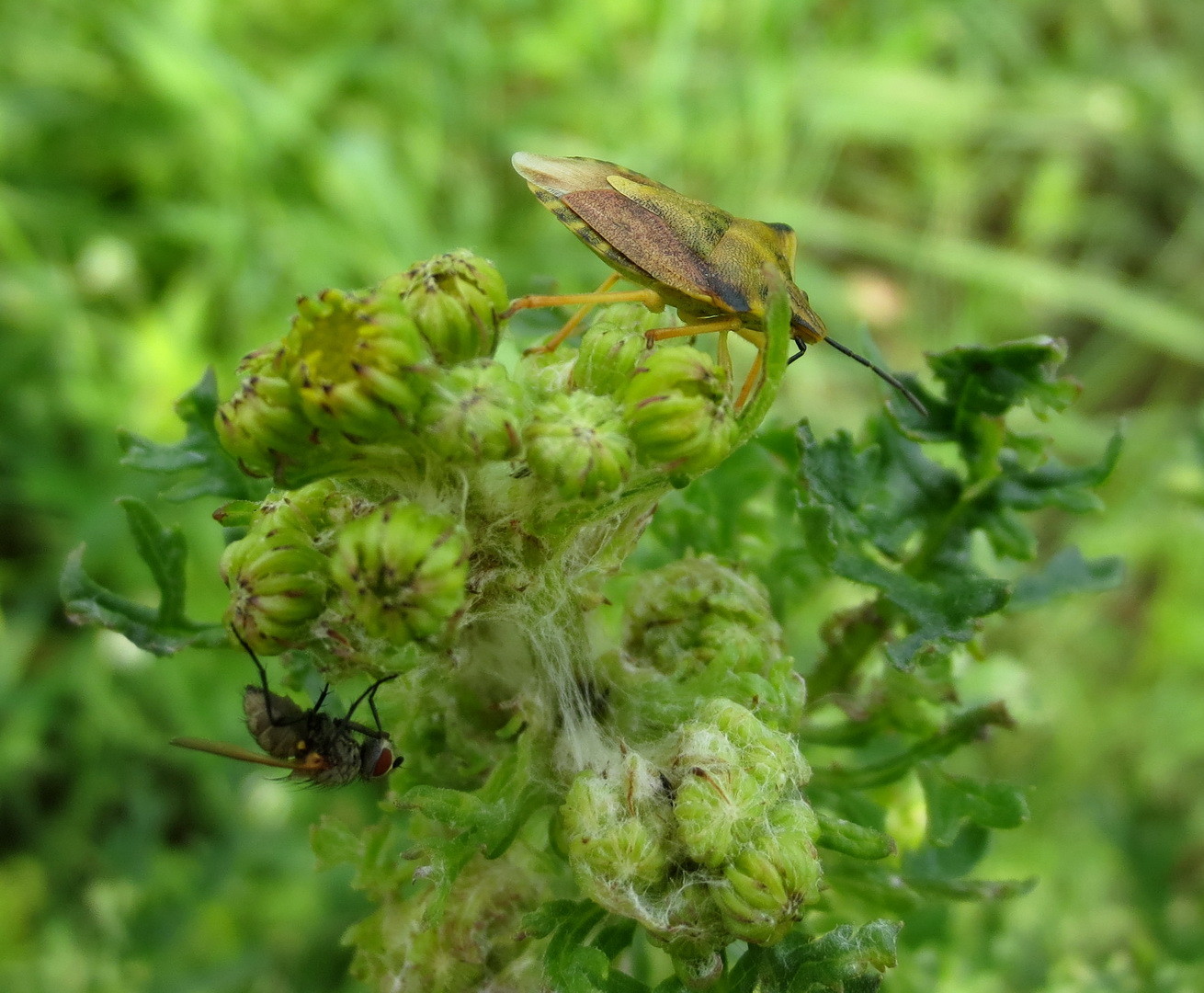 Nördliche Fruchtwanze (Carpocoris fuscispinus) 11. Juni 2014