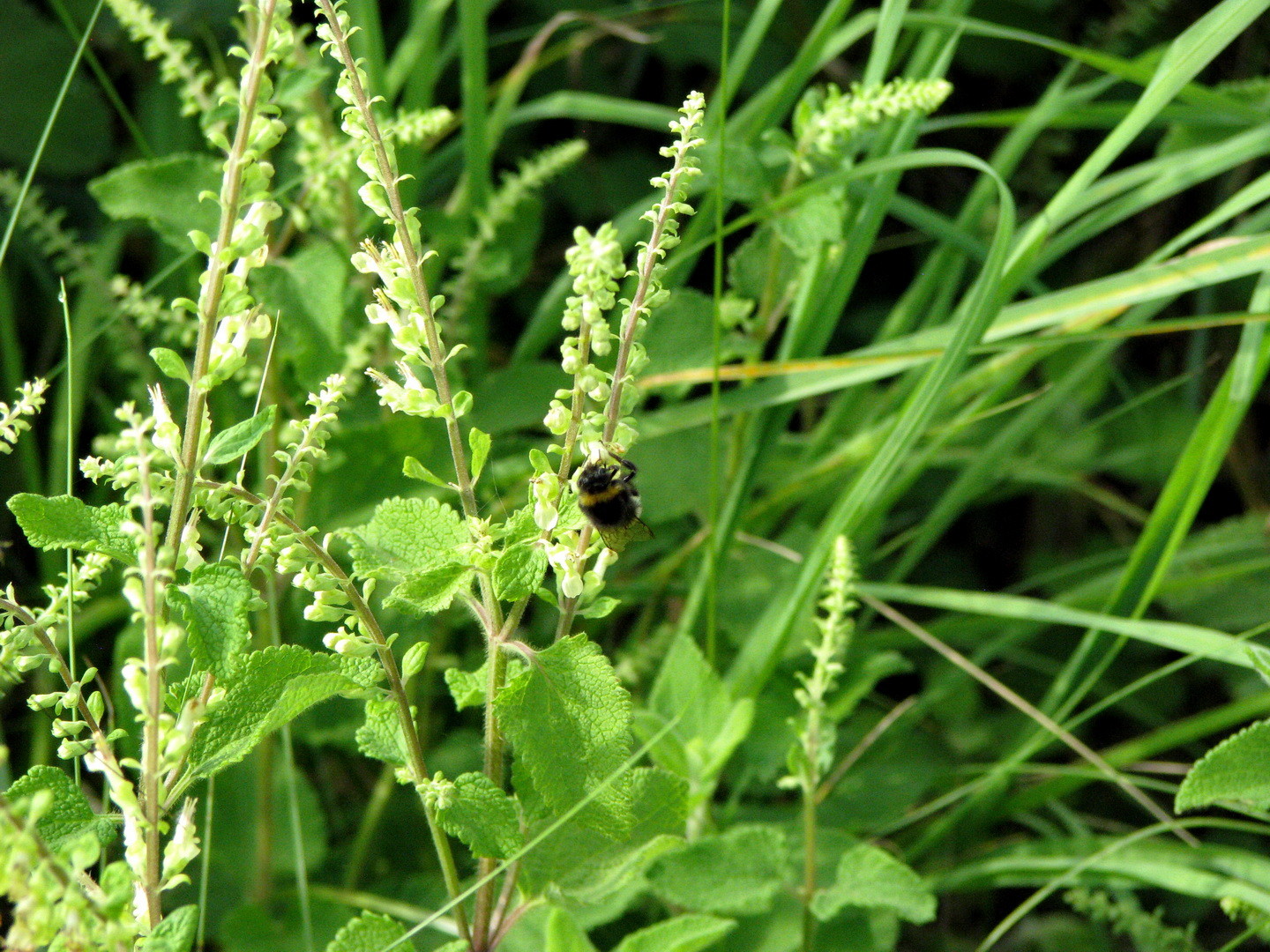Salbei-Gamander (Teucrium scorodonia) 12.07.2014