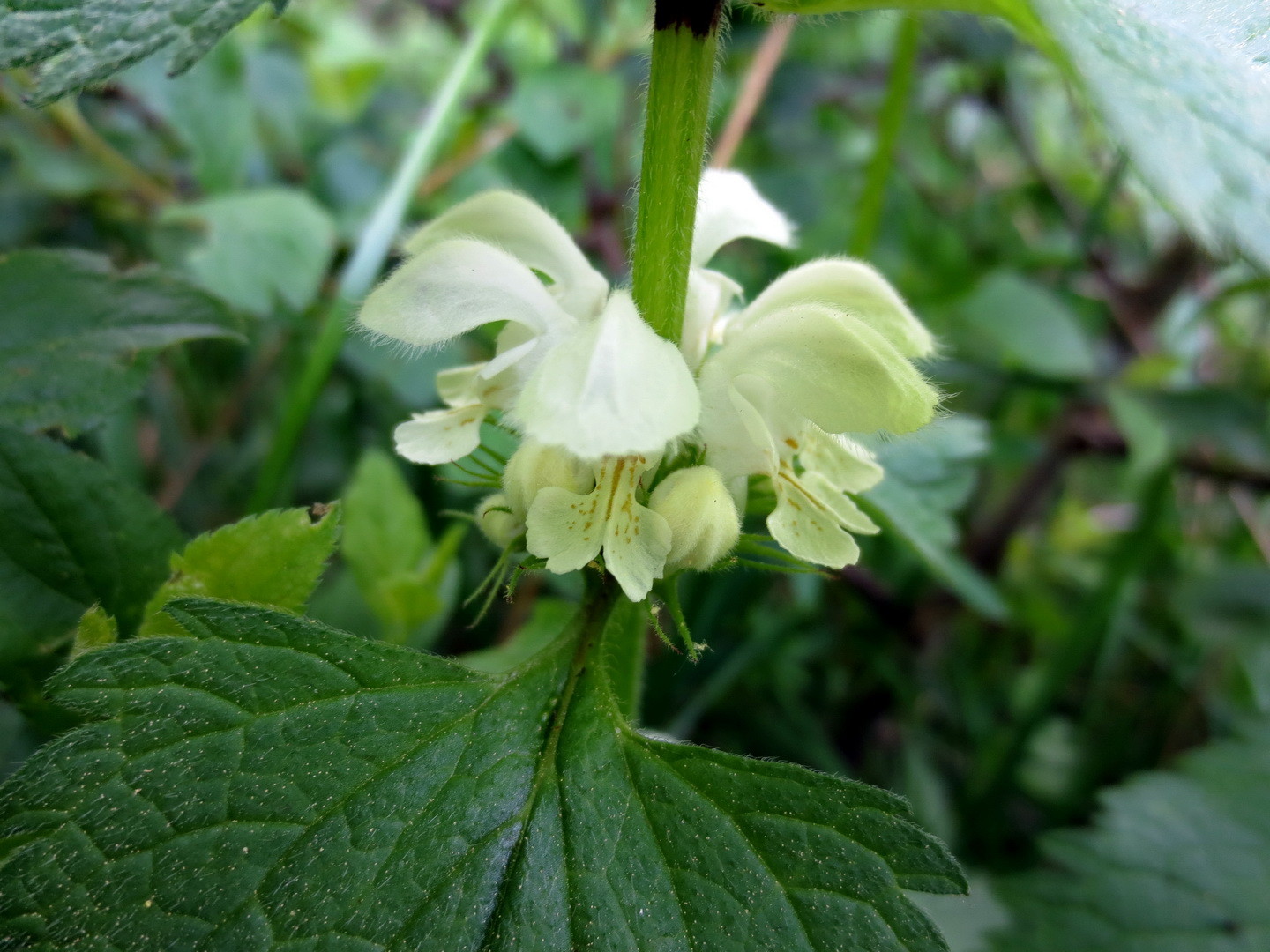 Weiße Taubnessel (Lamium album L.,) 01.Mai 2014