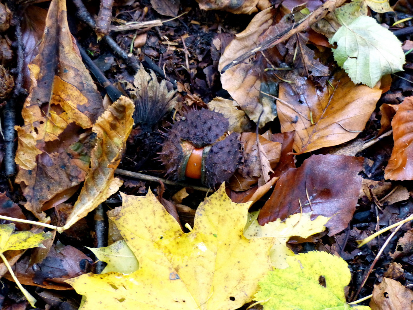 Gewöhnliche Rosskastanie (Aesculus hippocastanum)