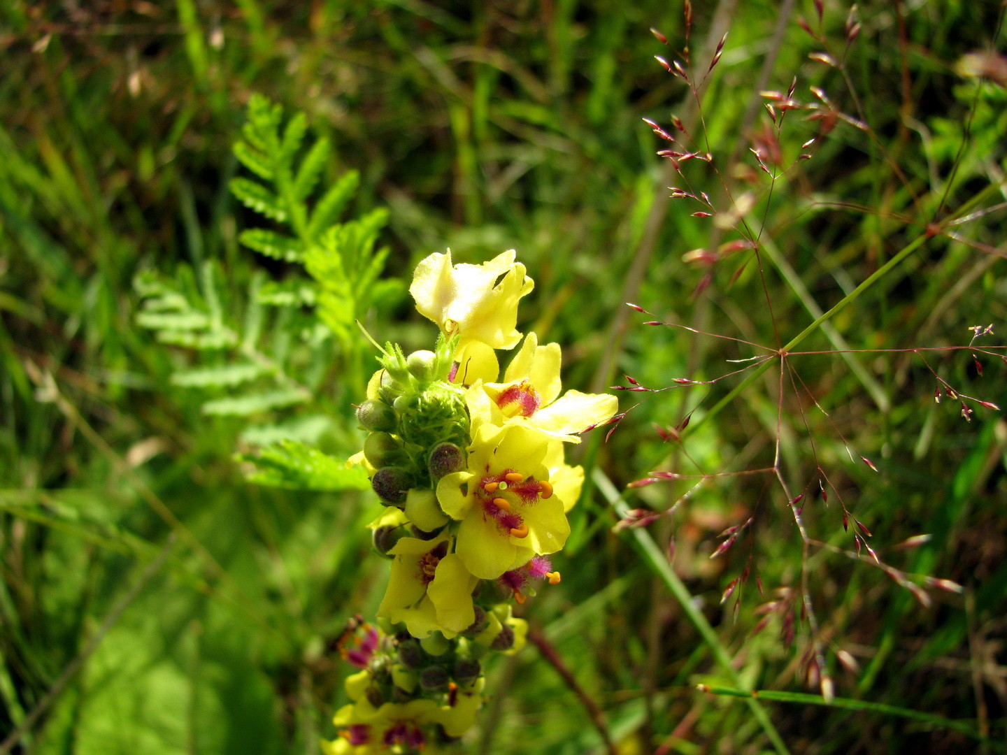 Schwarze Königskerze (Verbascum nigrum) 12.07.2014
