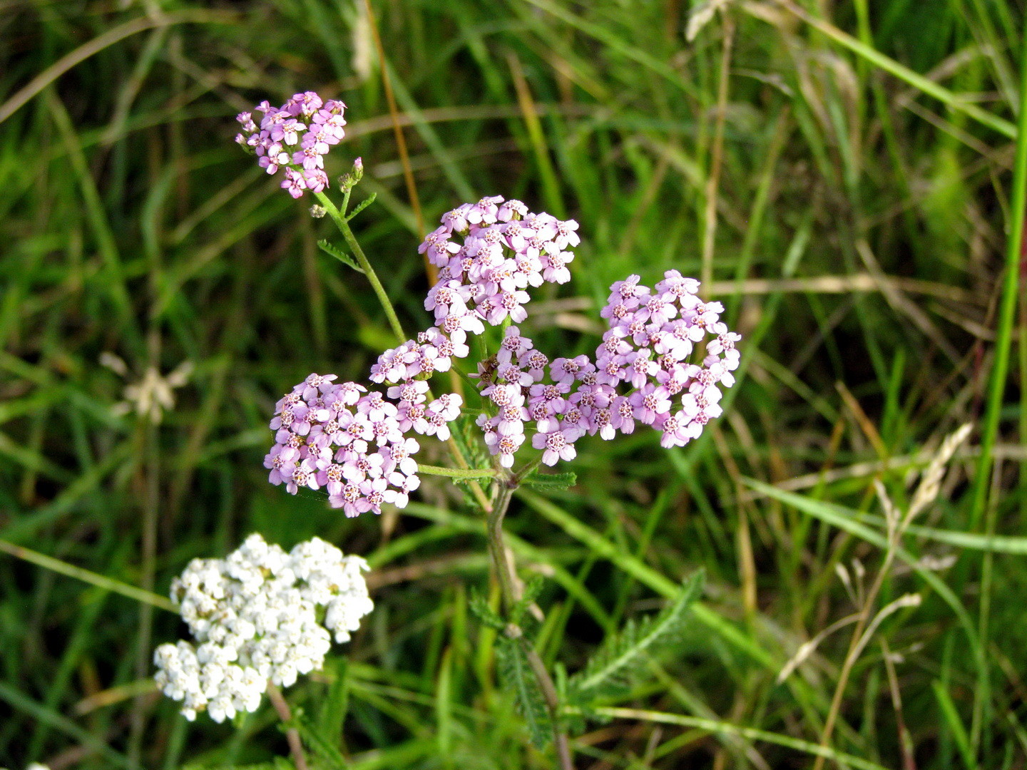 Gewöhnliche Wiesen-Schafgarbe (Achillea millefolium) 12.07.2014