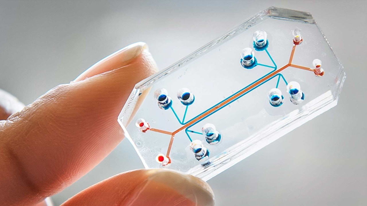 生体機能チップ Organs On A Chip Trendswatcher Net 生体機能チップ Organs On A Chip Trendswatcher Net