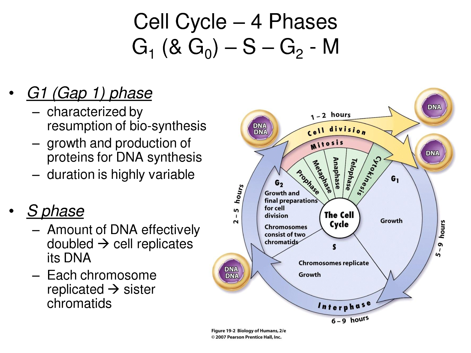 ็็ดฐ่ ๅขๆฎ โ moji.infotiket.com Biology Diagrams