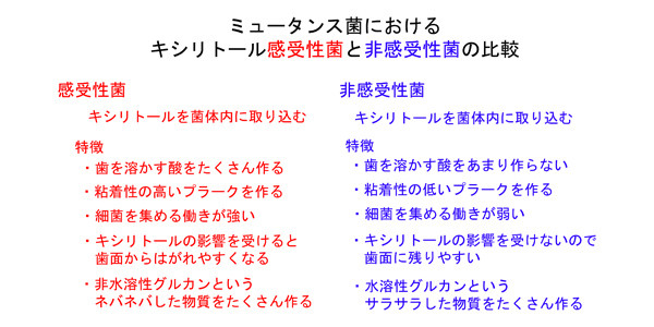 ミュータンス菌におけるキシリトール感受性菌と非感受性菌の比較