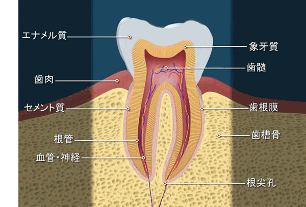 歯髄の構造