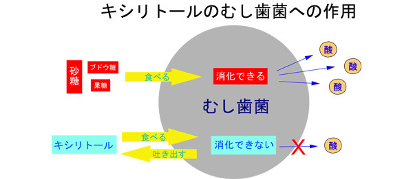 キシリトールのむし歯菌への作用