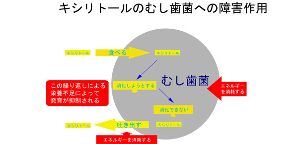 キシリトールのむし歯菌への障害作用