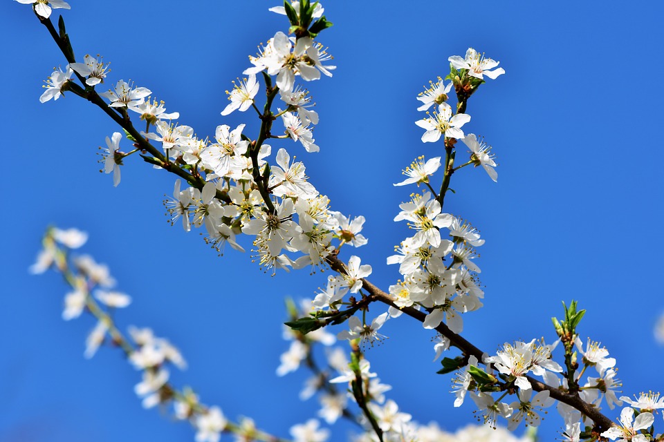 Pruno in fiore.