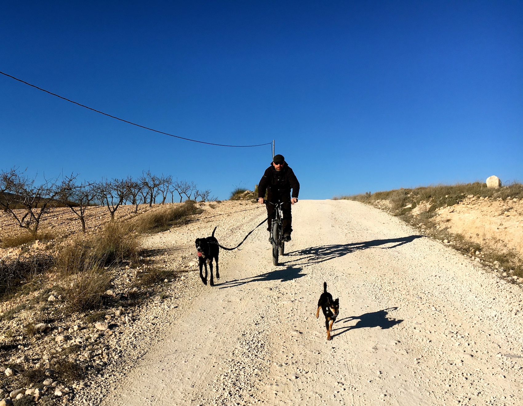The Pack
