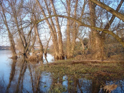 Kleine Auwaldzelle mit Schwarzpappeln (in Sachsen vom Aussterben bedroht!) an der Mündung der  Prießnitz in die Elbe in Dresden-Neustadt.