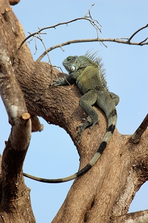 Leguan  - www.urlaub-auf-curacao.net