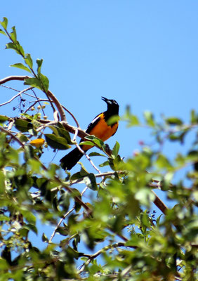 Trupial  - www.urlaub-auf-curacao.net