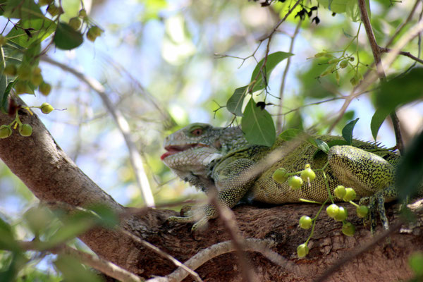 Leguan  - www.urlaub-auf-curacao.net