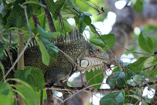 Leguan  - www.urlaub-auf-curacao.net