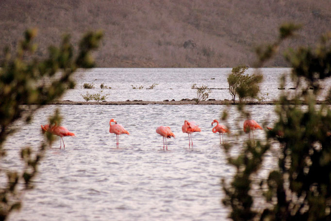 Flamingo  - Urlaub auf Curacao