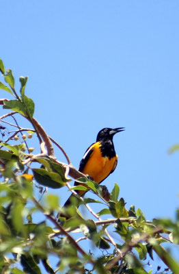Trupial  - www.urlaub-auf-curacao.net