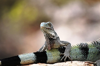 www.urlaub-auf-curacao.net - Leguan