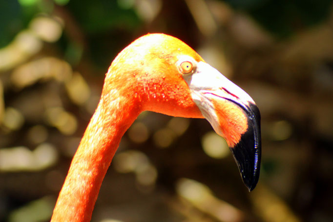 Flamingo  - Urlaub auf Curacao