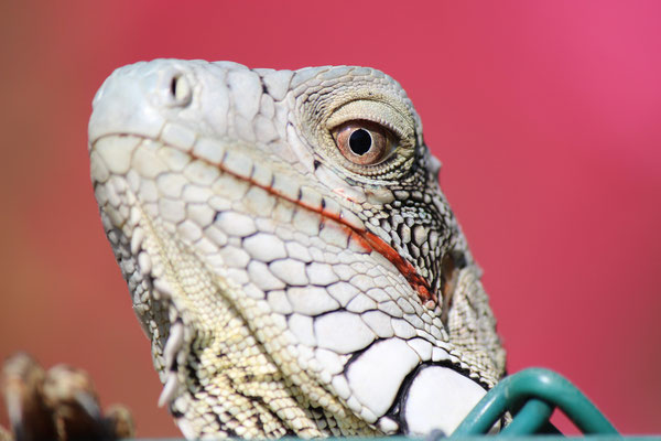 Leguan  - www.urlaub-auf-curacao.net