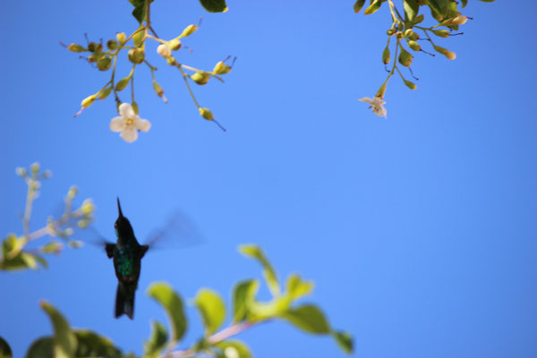 Kolibri - www.urlaub-auf-curacao.net