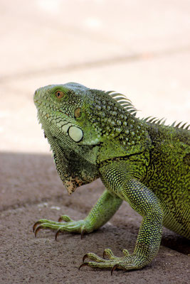 Leguan  - www.urlaub-auf-curacao.net