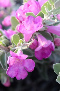 Blüte urlaub curacao cas bon bini