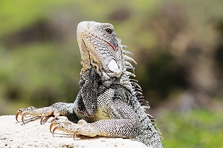 www.urlaub-auf-curacao.net - Leguan