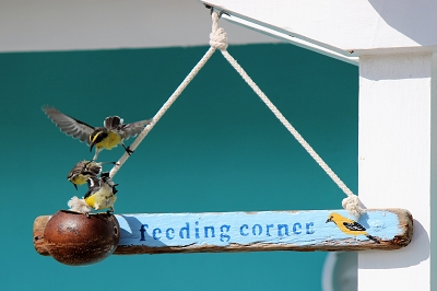 Vogelfütterung-Urlaub-Curacao-Ferienhaus-Karibik-Villapark-Fontein