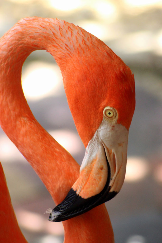Flamingo  - Urlaub auf Curacao