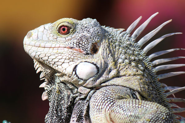 Leguan  - www.urlaub-auf-curacao.net