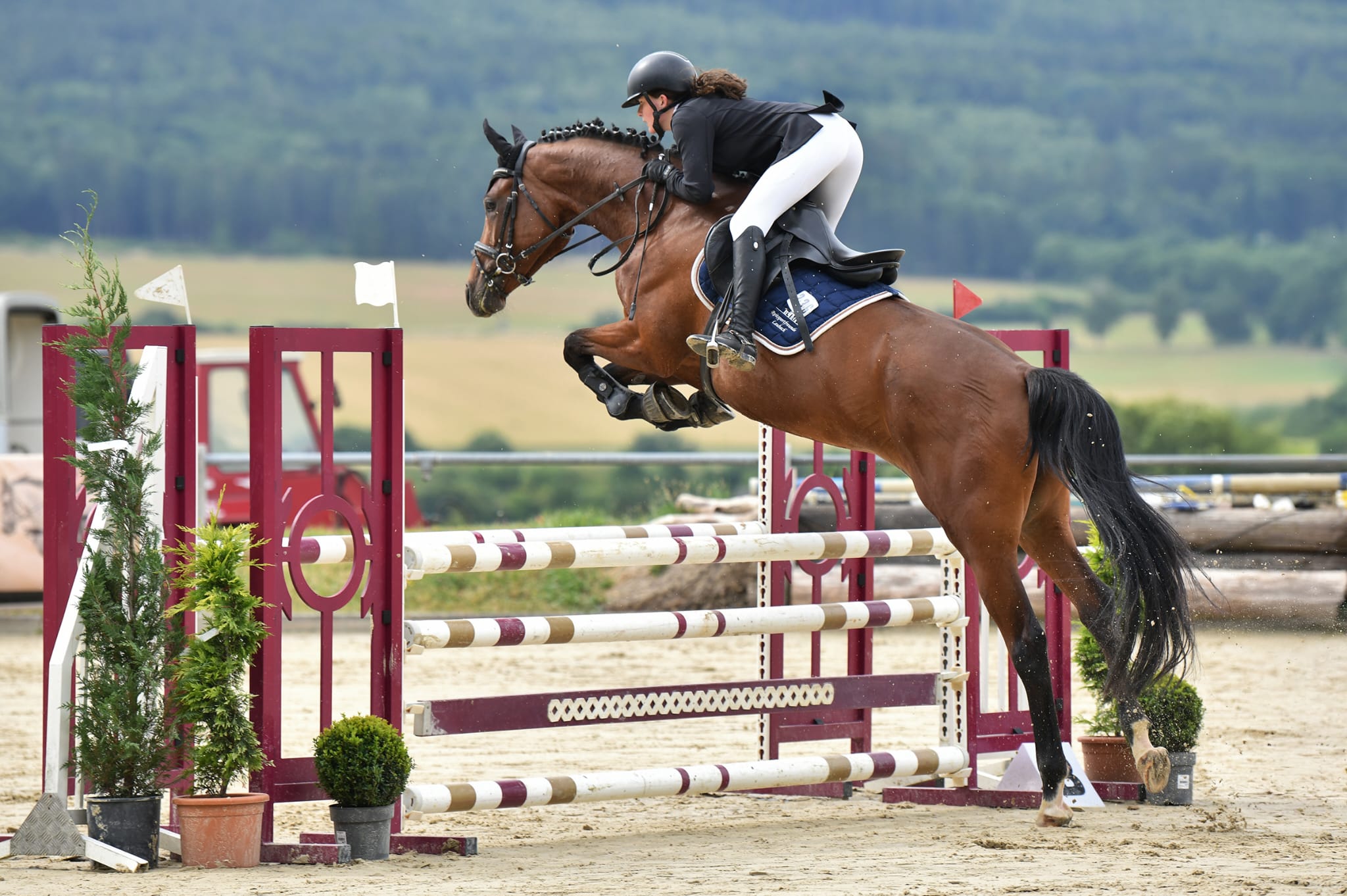 Haya Unica von Unicato x Normativ ox   Foto: Nina Schmaus